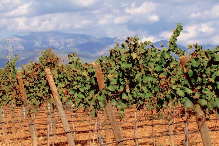 Sa Clasta Weintouren, Mallorca