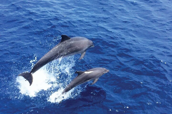 Delfinbeobachtung ab Palma de Mallorca