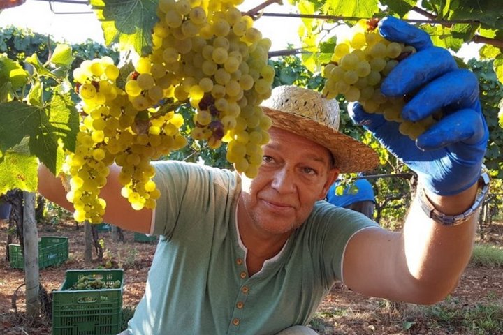 Privat vingårdstur XL på Mallorca med vinsmaking på 3 vingårder