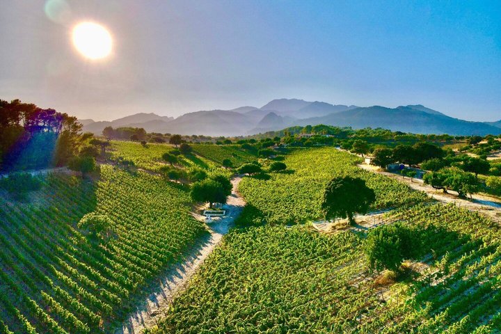 Klassische Weinprobe und Tour bei Can Gelat Mallorca