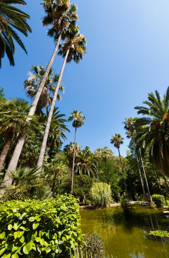 Towering palm trees surrounding a tranquil pond in Jardines de Alfabia