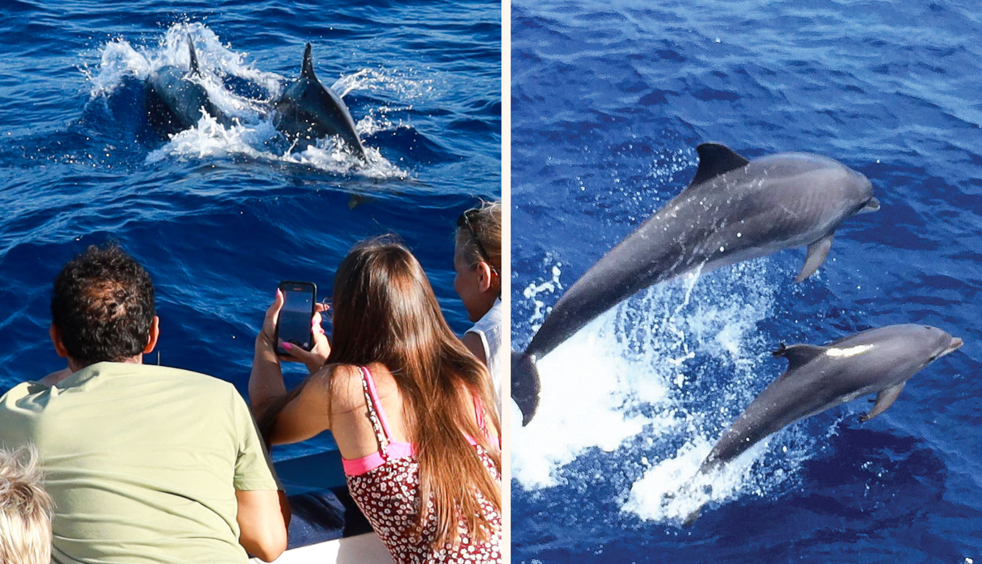 Cruise Cormoran (Cruceros Cormoran) 